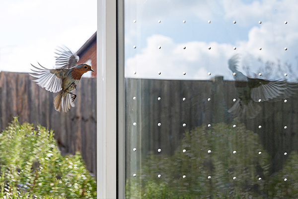 bird friendly glass bird friendly glass